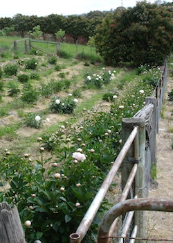 Rows of peonies at Forty Bends Farm